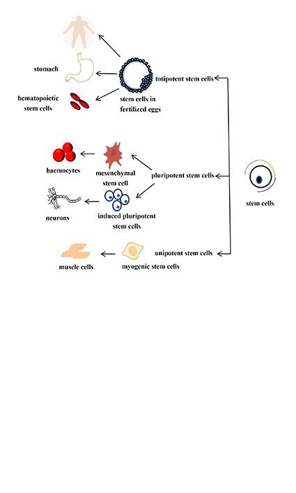 Research progress of stem cell therapy for neurological diseases