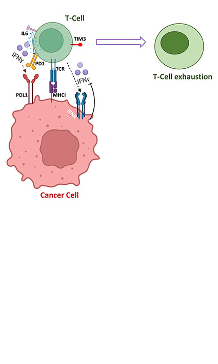 Role of PD-1/PD-L1 crosstalk on inhibition of T-cell activation and proliferation through blockade of PI3K/Akt/mTOR signaling pathway