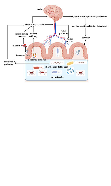 Research advances in gut microbes and autism spectrum disorders