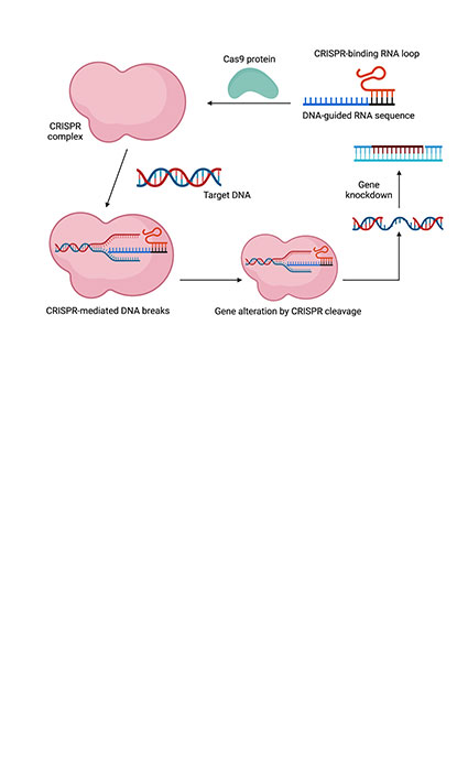 CRISPR/Cas9 potential applications in cancer immunotherapy by gene-editing and immune checkpoint signaling pathway inhibition