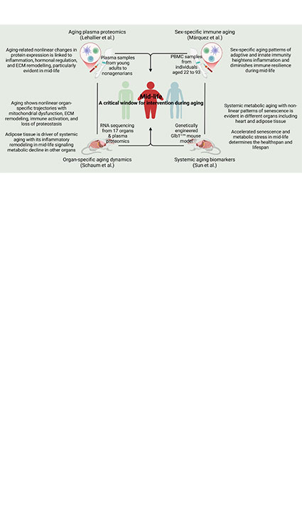 Mid-life: a critical window for intervention during aging