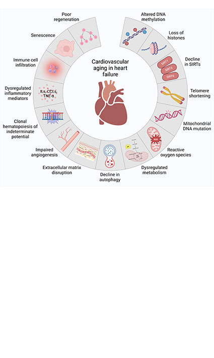 The role of cardiovascular aging in heart failure