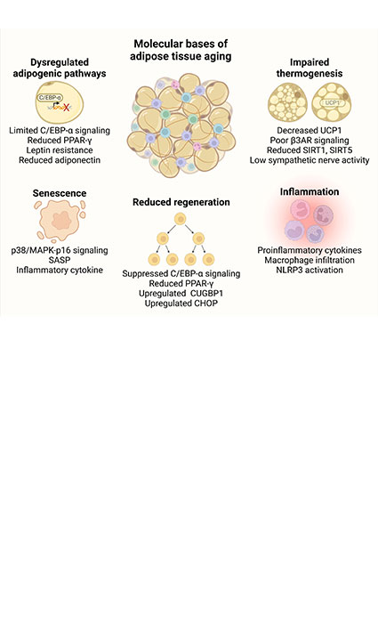 Molecular bases of adipose tissue aging