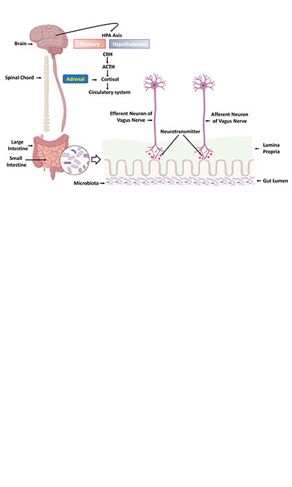 The influence of the gut-brain axis on neurological and psychiatric well-being